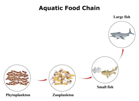 Explain Aquatic food chain Science Heredity and Evolution - 9951175 | Meritnation.com