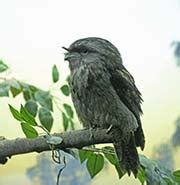 Pictures and information on Tawny Frogmouth