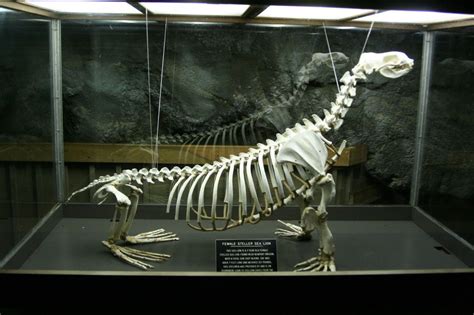 Photo Detail: Sea lion skeleton | Animal skeletons, Sea lion, Skull and ...