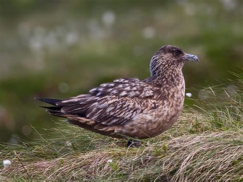 Pomarine Skua Bird Facts (Stercorarius pomarinus) | Bird Fact