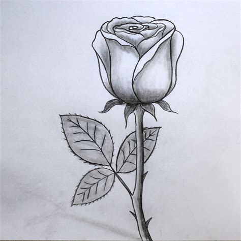 Incredible Compilation of 999+ Rose Drawing Images: Full 4K Rose ...