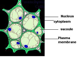 Parenchyma Tissue Diagram