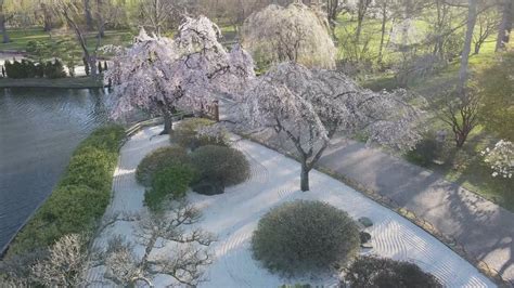 Missouri Botanical Garden's cherry blossoms hit peak for 2021 | ksdk.com