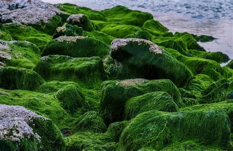 Addressing Eutrophication: Algae as Wastewater Treatment and Potential ...