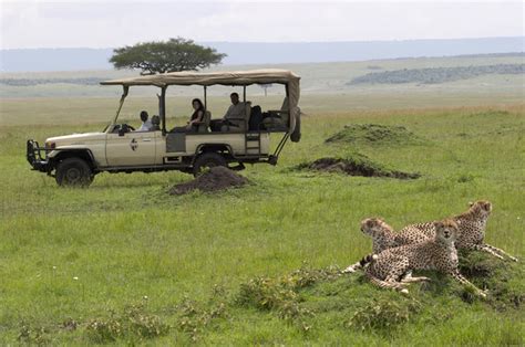 Masai Mara Safari in Kenya - How to have an amazing wildlife experience