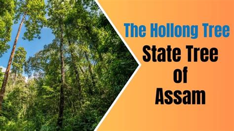 Hollong: State Tree of Assam