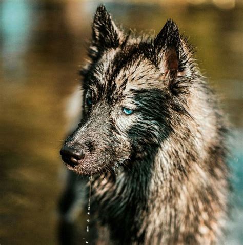 Beautiful Agouti Husky with Blue Eyes