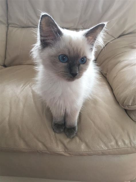 Beautiful Blue Point Ragdoll Kitten (Male) | in Torquay, Devon | Gumtree