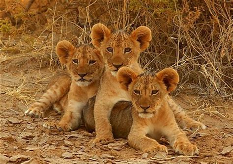 Lion Cubs photo, Samburu Kenya Africa