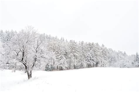 Winter Scene from Vermont with Tall Trees and One Beautiful Big Tree in ...