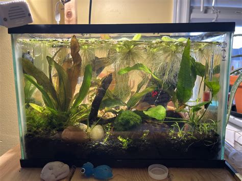 My impulse nano shrimp tank is done :) : r/shrimptank