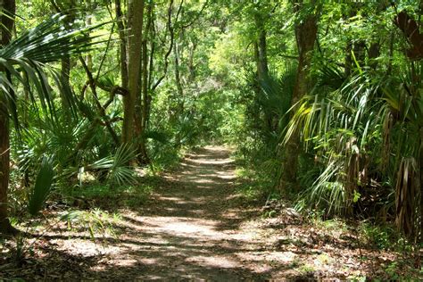 Free photo: Florida, Forest, Nature, Trees - Free Image on Pixabay - 67897