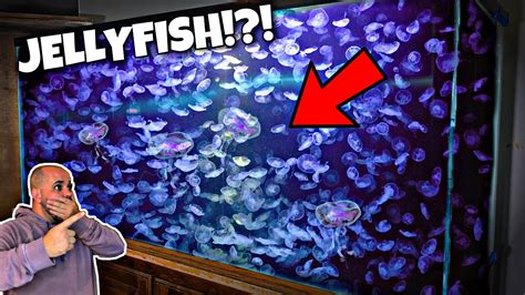 My First Jellyfish Aquarium!?! (I've had Omicron) - YouTube