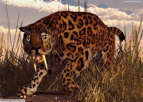 48 Best Photos Hunting Big Cats In Texas - big black cat • Hunting in ...