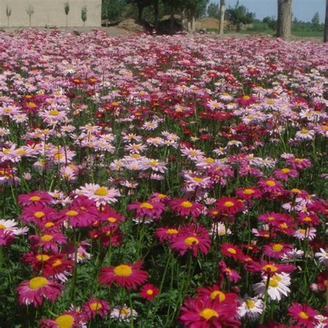 Insect Killer: Mixed Color Pyrethrum Seeds – Seeds Connect