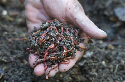 The Best Worm Food for Vermicomposting Worms