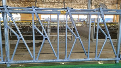 Cow Stanchions for Dairy Farms | Mid Valley Manufacturing