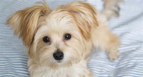 Morkie - The Maltese Yorkshire Terrier Mix | Yorkshire terrier, Maltese ...