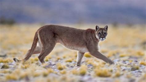 Andean Pumas Bring National Park in Argentina Back to Life