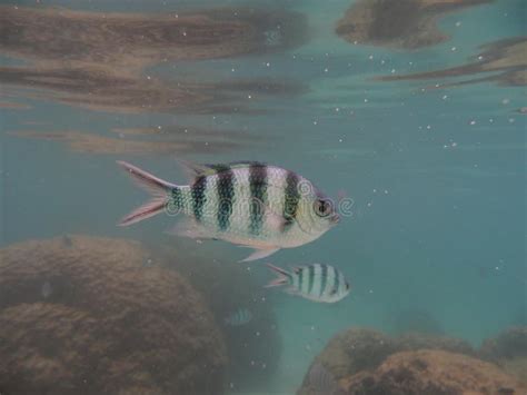 Damselfish in the Coral Reef Stock Image - Image of coral, marine: 132093437