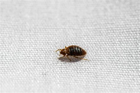 Small Bugs in Bathroom: Identification, Prevention, and Control