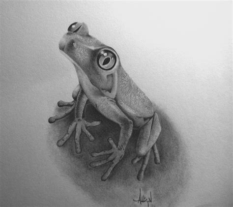 Tree Frog by 5000addy | Tekenen, Schetsen, Kikker