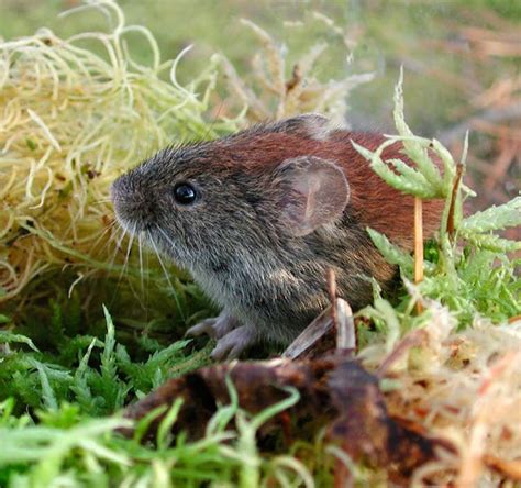 Southern Red-Backed Vole | Mammals, Small pets, Wildlife