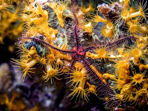 The Delicate World of Brittle Stars - AquaViews