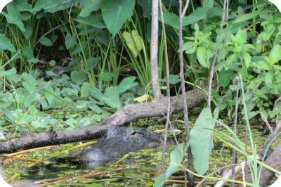 Boggy Creek Airboat Rides - Wildlife, Gators and Fun! | Carrie with Children