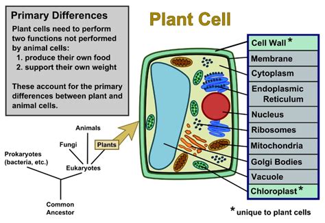 Plant Cells vs. Animal Cells (With Diagrams) - Owlcation