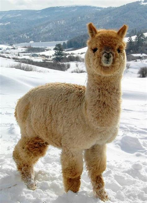 78 Best images about LLAMAS on Pinterest | Saturday morning, Yarns and Llama llama