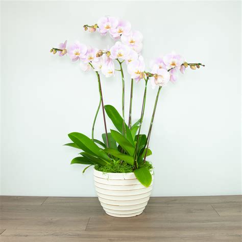 Four Stem Light Pink Potted Phalaenopsis Orchids (EXP 79) in Placentia, CA | Expressions Florist