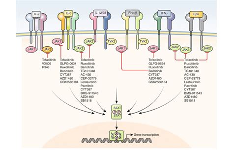 What Is A Jak Inhibitor