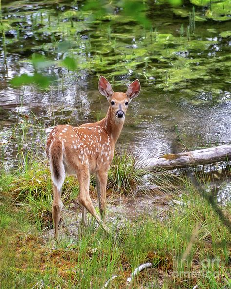 Whitetail deer fawn Photograph by Delphimages Photo Creations | Fine ...