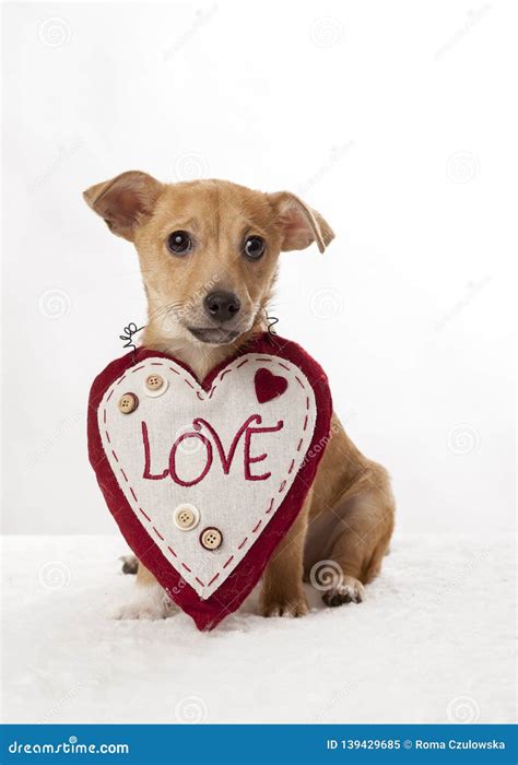 Puppy With Love Heart For Valentines Day Stock Image - Image of shape ...