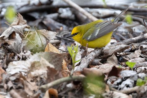 Blue-winged warbler.