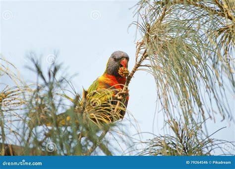 Parrot eating fruit stock photo. Image of rainbow, colored - 79264546