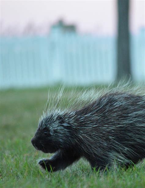 Baby Porcupines Photograph by Hannah Helzer | Fine Art America