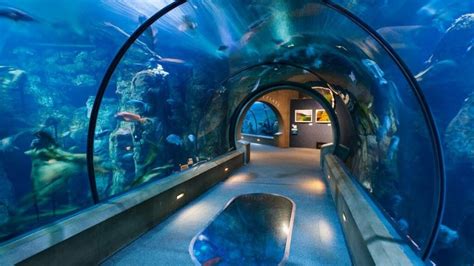 Oregon Coast Aquarium in Newport, OR: New Attractions Just In!