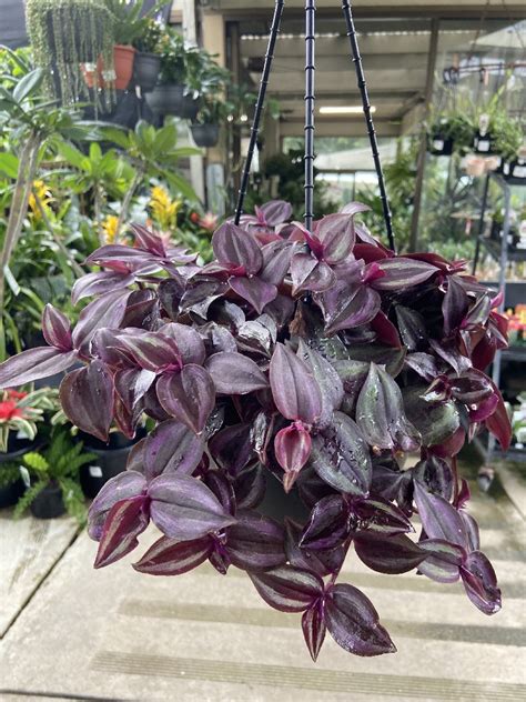 TRADESCANTIA ZEBRINA SILVER HANGING BASKET 20CM – Poyntons Nursery