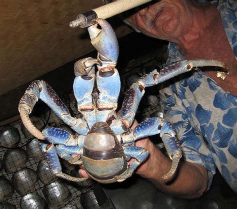 Giant coconut crab (27 pics) - Izismile.com