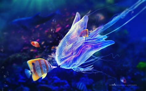 Marine Life Wallpapers | Fish wallpaper, Sea creatures, Jellyfish art