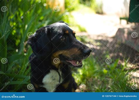 Dog Nature Farm Animal Pappy Happy Stock Photo - Image of portraite, home: 120767144