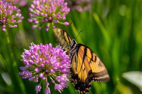 swallowtail closeup | Hiking Adventures