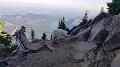 Day Hike - Mount Ellinor — The Mountaineers