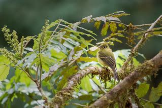 Yellowish flycatcher | Seen in the cloud forest of Costa Ric… | David ...