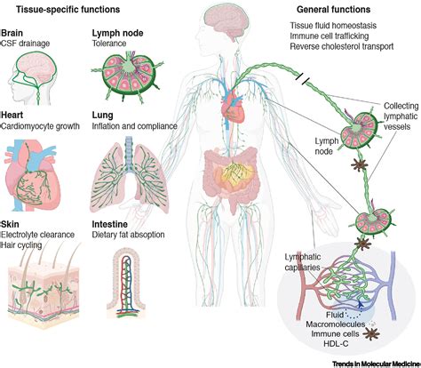 Homeostatic maintenance of the lymphatic vasculature: Trends in ...