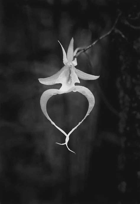 GHOST ORCHID 1 © 1999Exclusive Offer - Clyde Butcher | Black & White Fine Art Photography