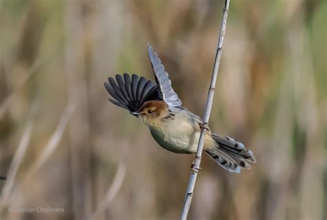 Vernon Chalmers Photography: Challenges of Small Birds in Flight ...