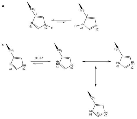 Pharmaceutics | Free Full-Text | The Multifaceted Histidine-Based Carriers for Nucleic Acid ...